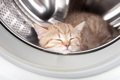 Cat-asleep-washing-machine